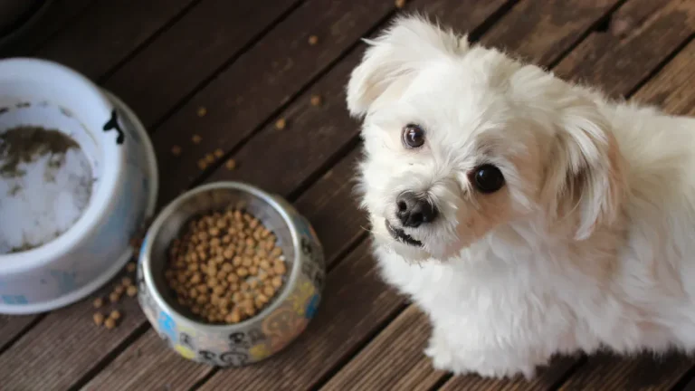 How Long Does It Take to Launch a Private Label Pet Food Brand?