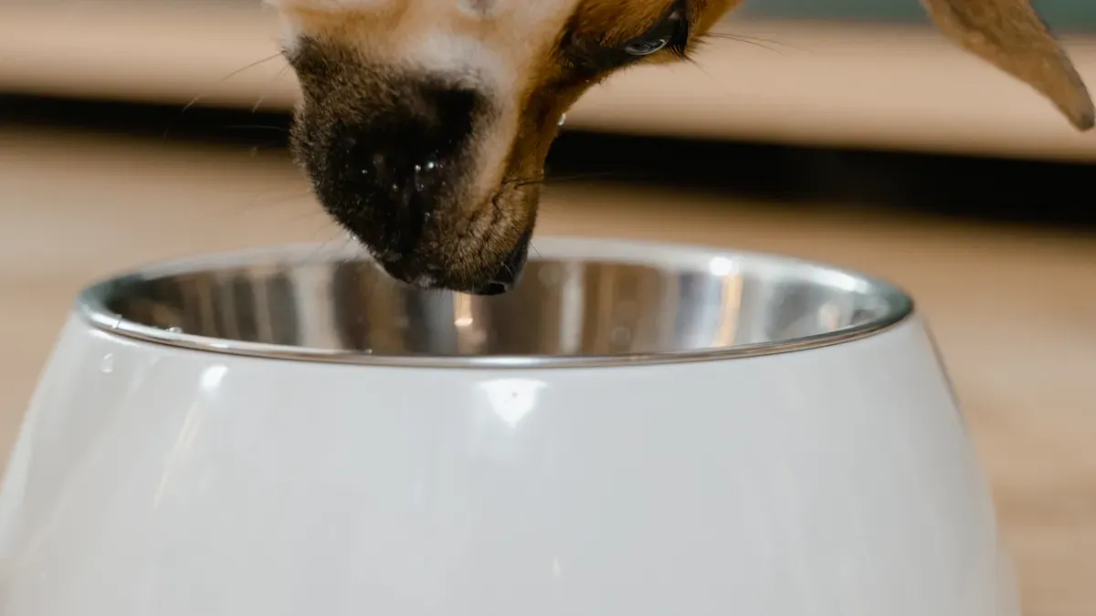 How to Switch Dog Food Safely
