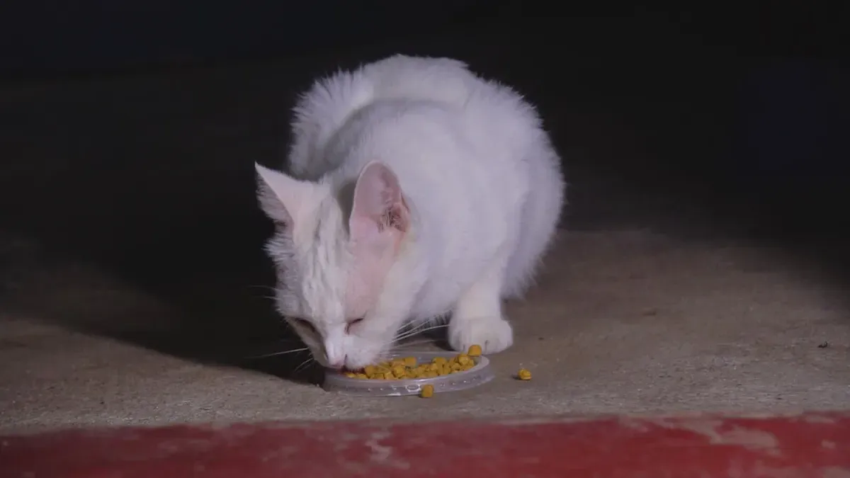 Understanding Catfood Labels