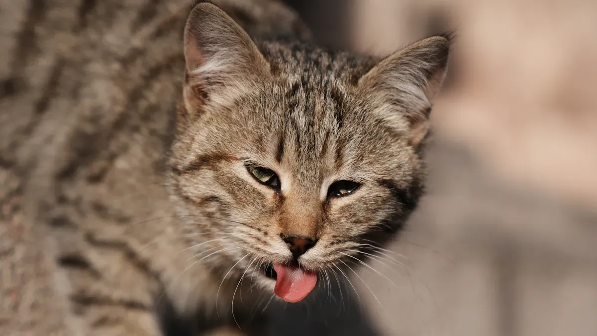 Catfood OEM Market Trends 2026