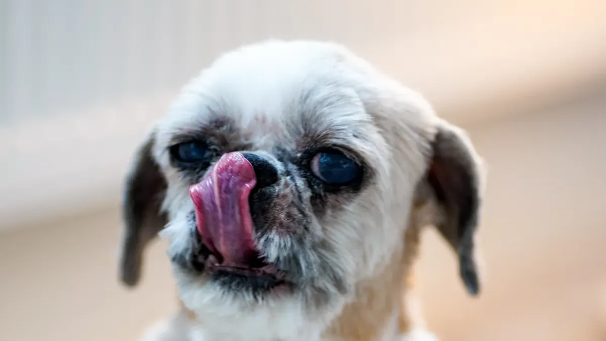 Scaling Your Pet Food Brand with nuzoko