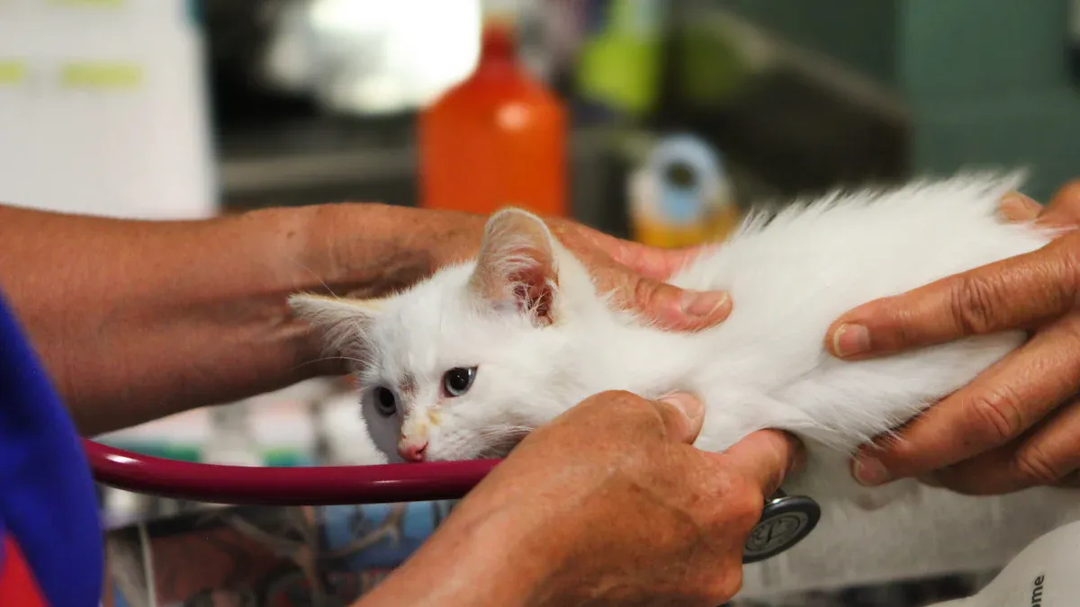 Health Outcomes for Cats