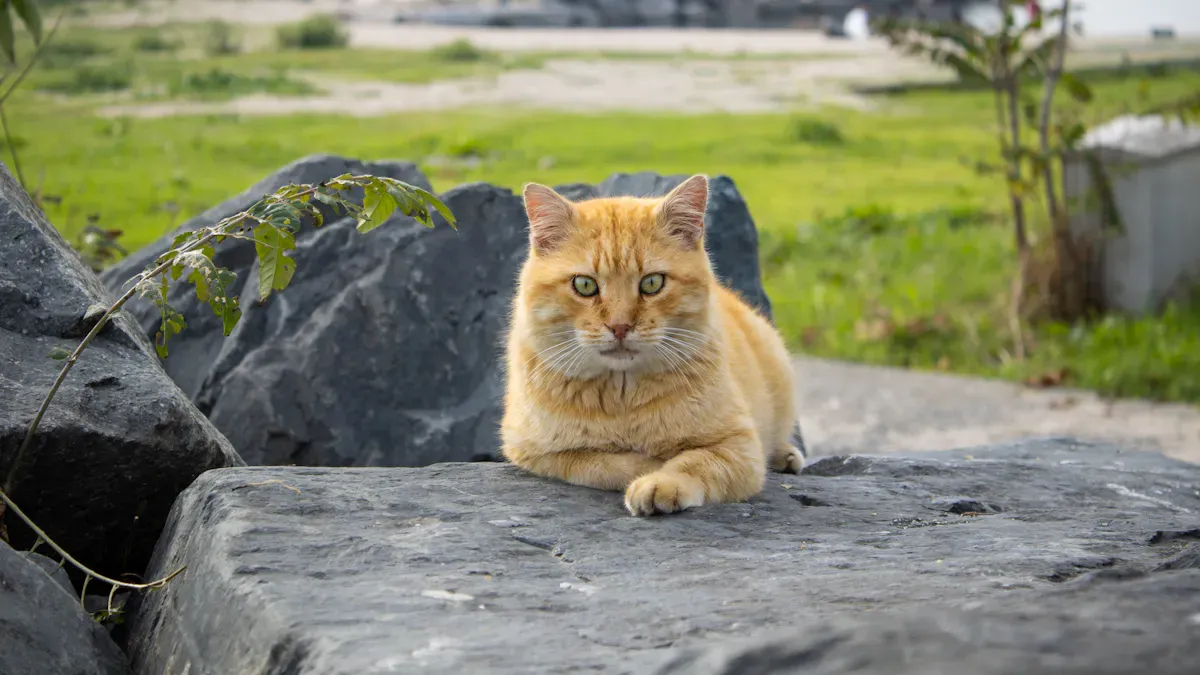 Pet Food Market Research