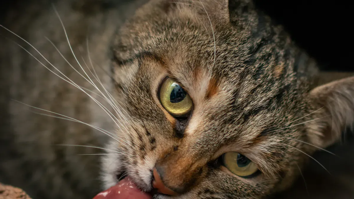 Nuzoko Ingredient Selection for Cats