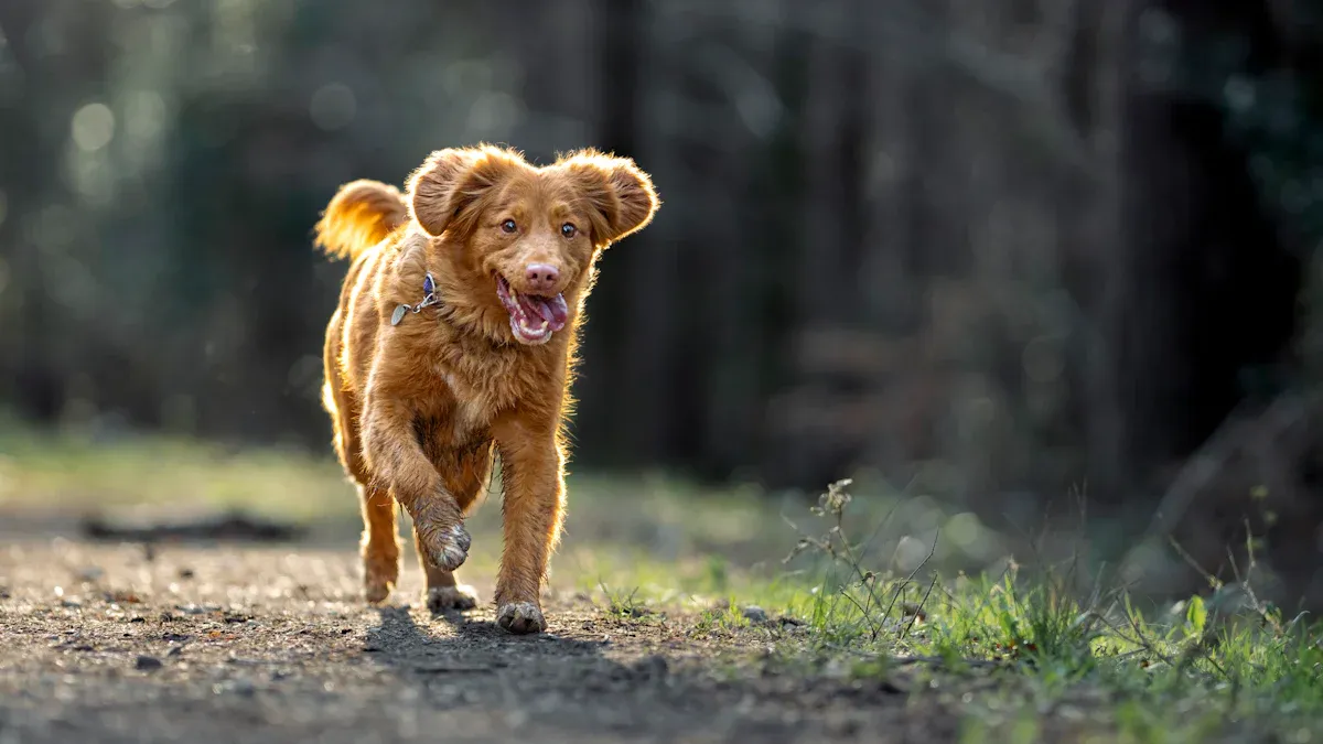 Pet Food Market Overview North America