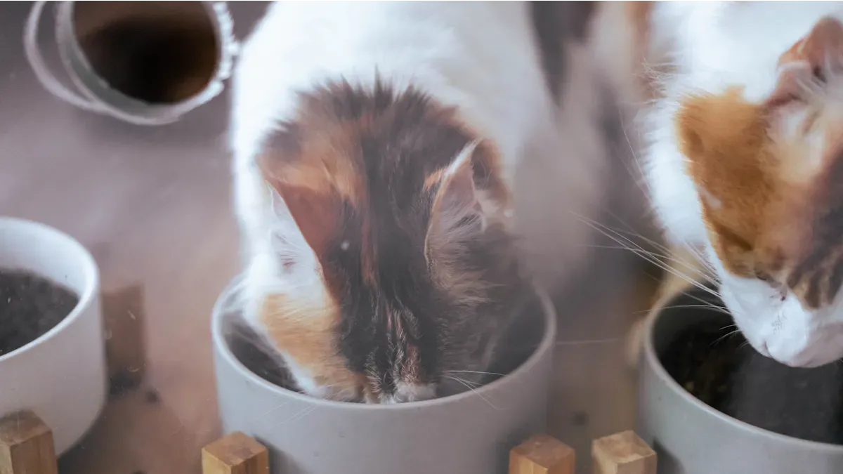 Market Trends in Wet Cat Food