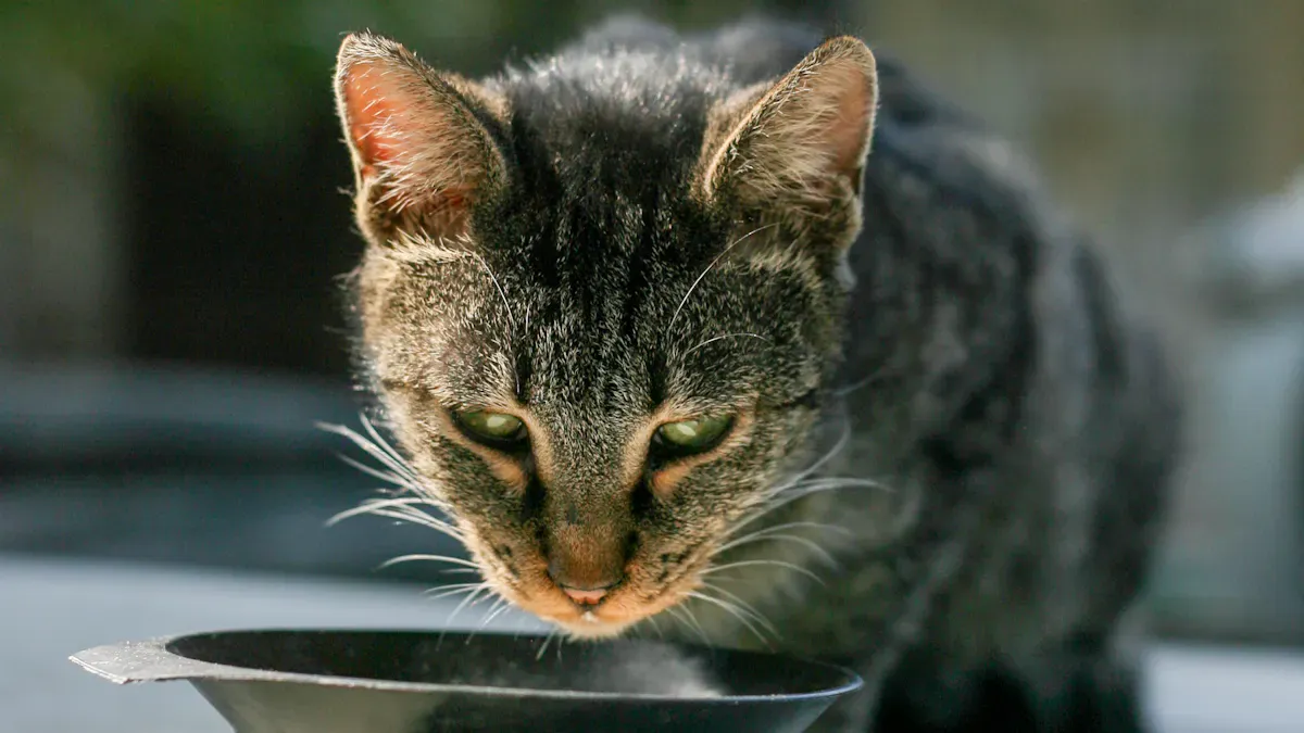 Why Wet Cat Food for Urinary Health Matters