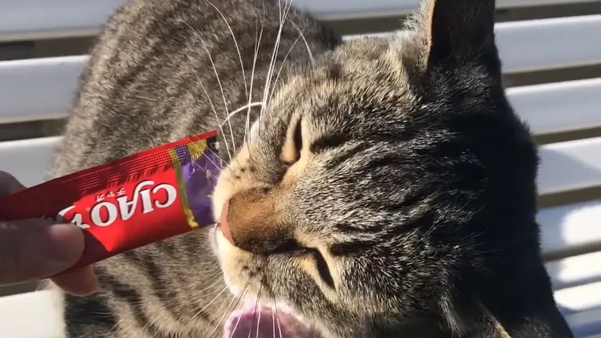 Boosting Wet Cat Food Palatability