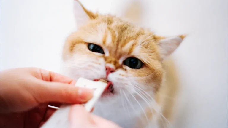 Functional Nutrition Your Cat Will Love in Every Bite