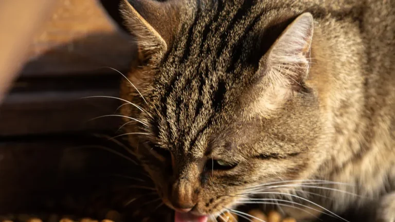 Position Baked Cat Food and Win More Loyal Customers