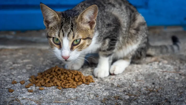 Petfood questions answered is dry cat food your brand’s match