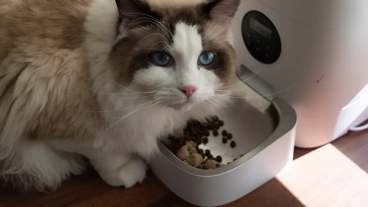 Wet Cat Food Digestion