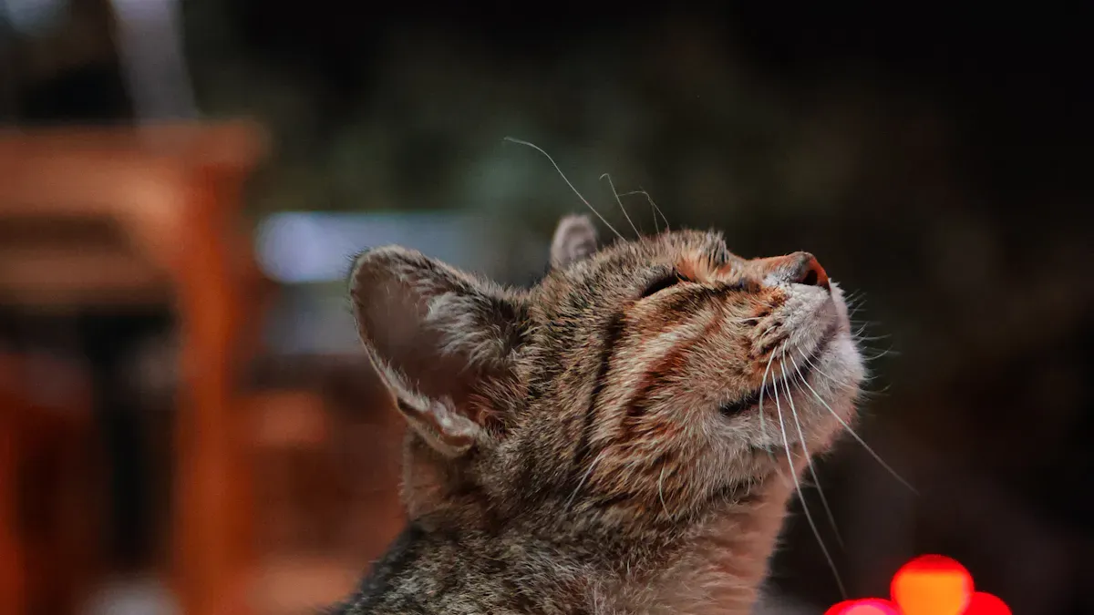Wet Cat Food Testing Procedures