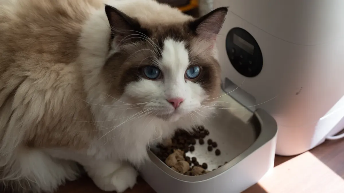 Calorie Control in Cat Petfood