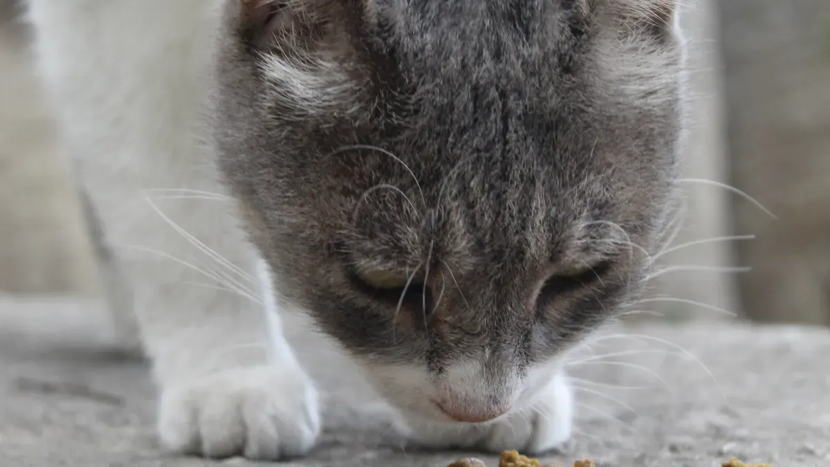 What Is Catfood OEM?