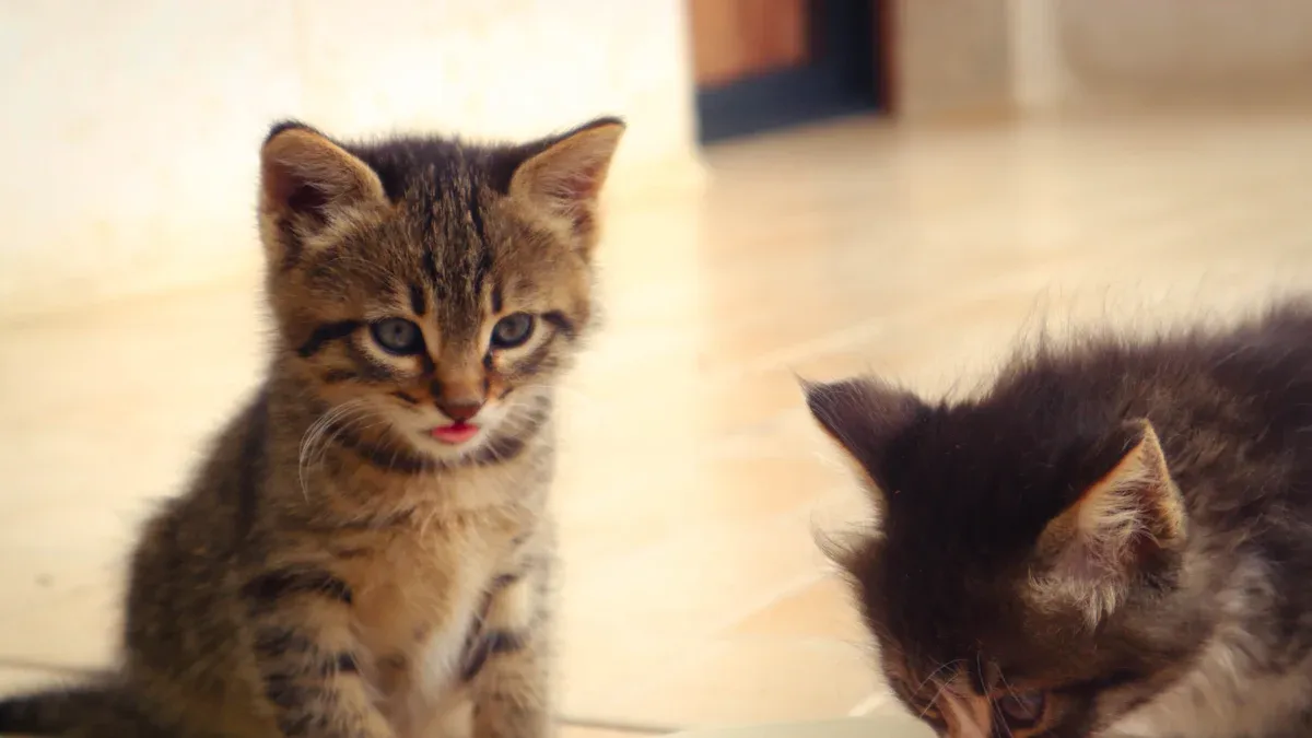 Fresh Cat Food Success Stories