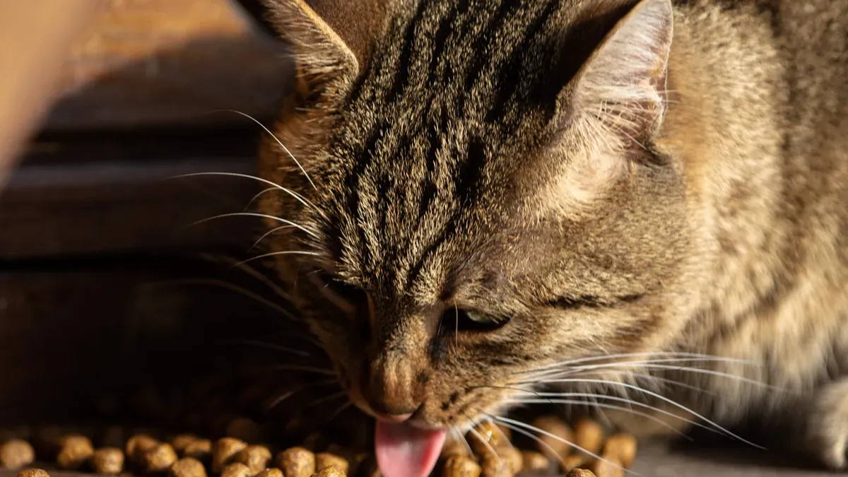Real-World Petfood Examples: Nuzoko and Consumer Stories