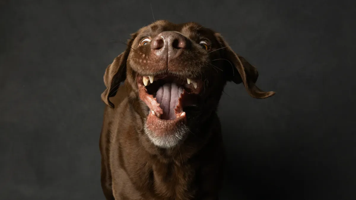 How Petfood Drives Business Growth