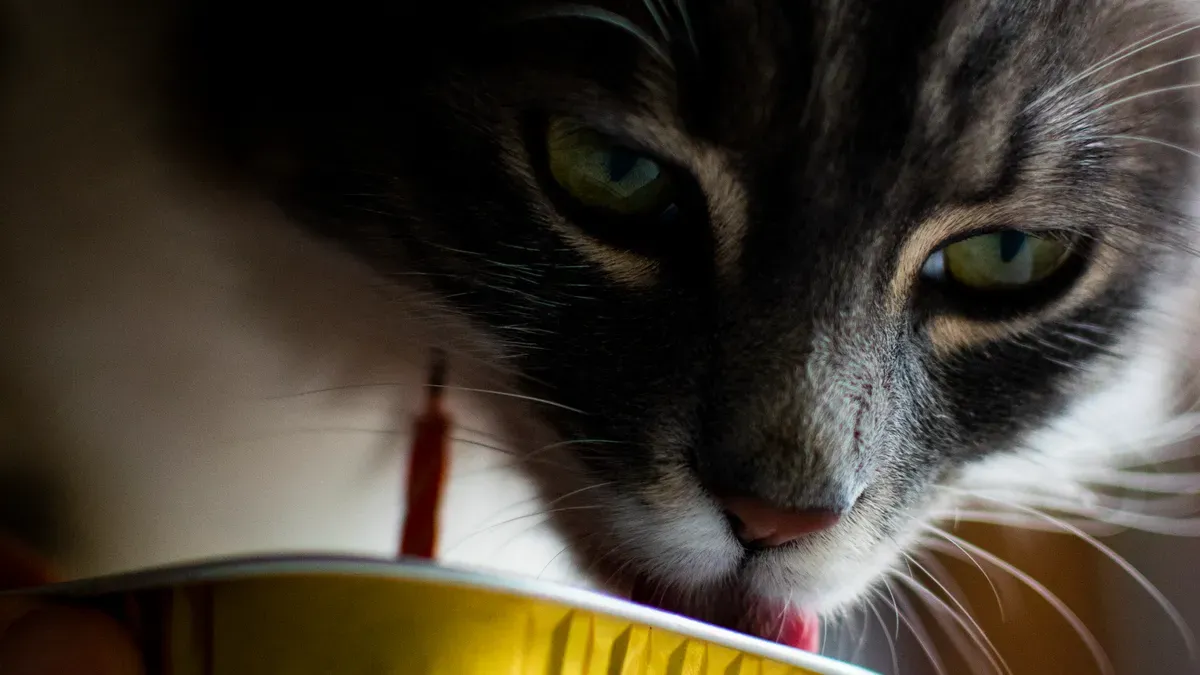 Identifying the Best Wet Cat Food and Dry Options