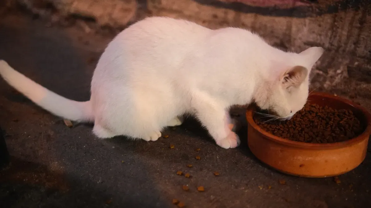 Key Trends in the Organic and Natural Pet Food Market
