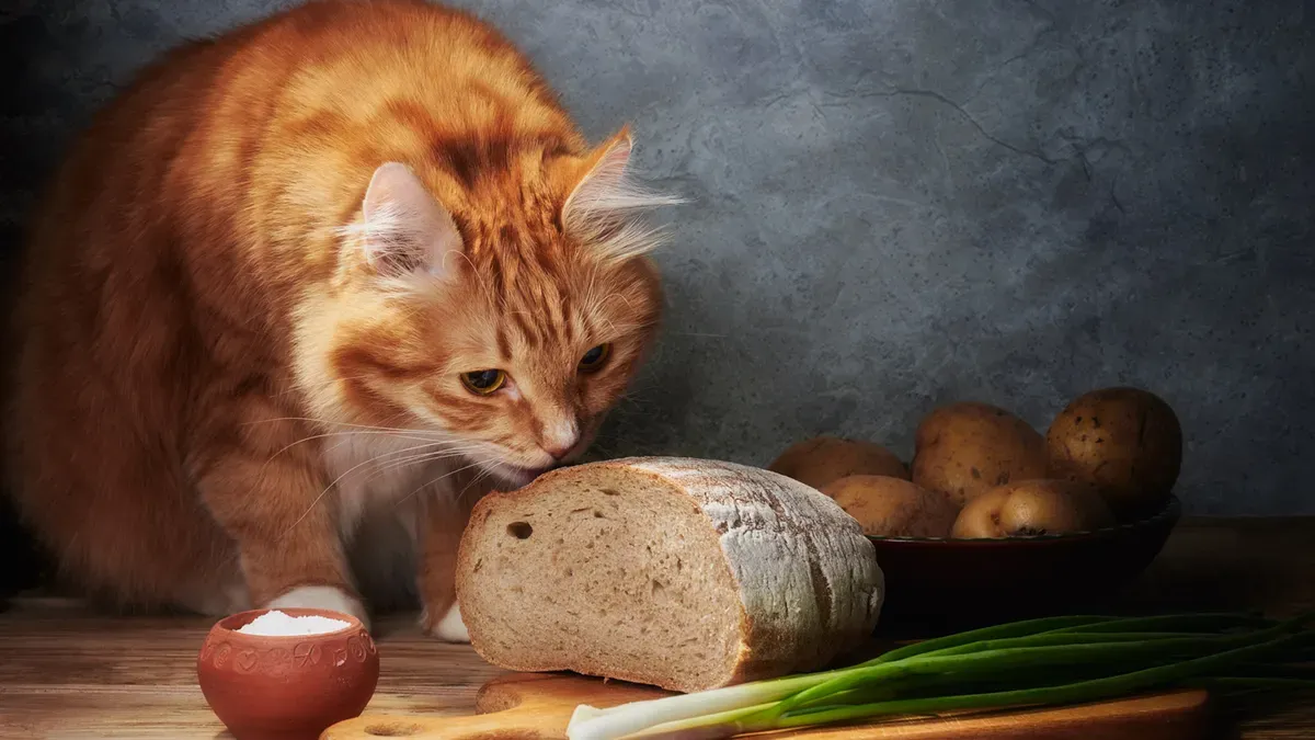 Develop your best cat food sample