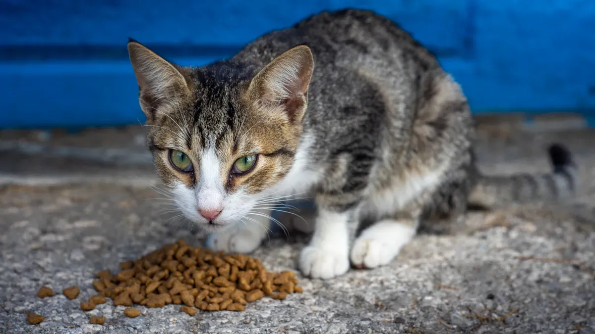 Pet Food Production Process