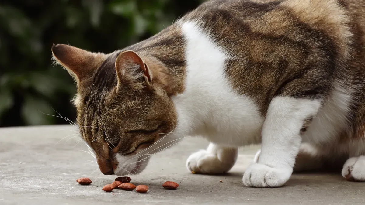 Functional Cat Food Trends 2026