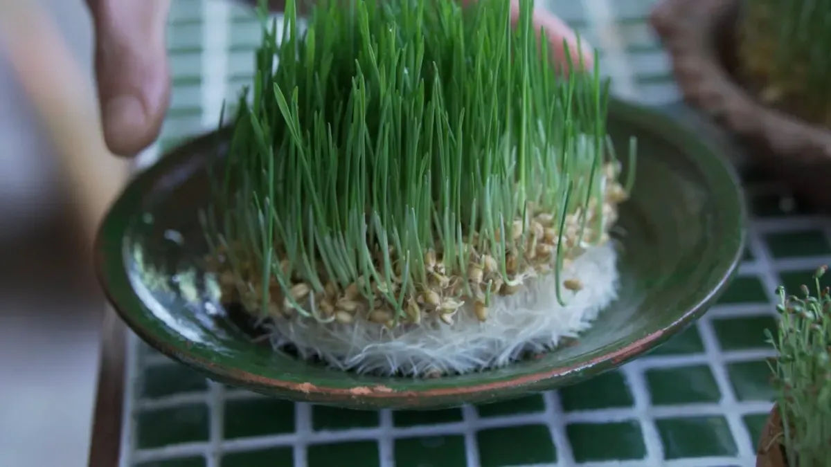 What Is Natural & Clean Label Cat Food?