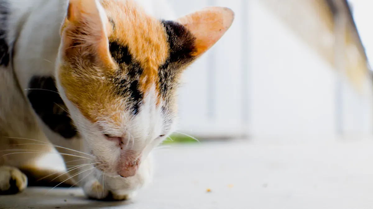 Hairballs in Cats: Causes and Solutions