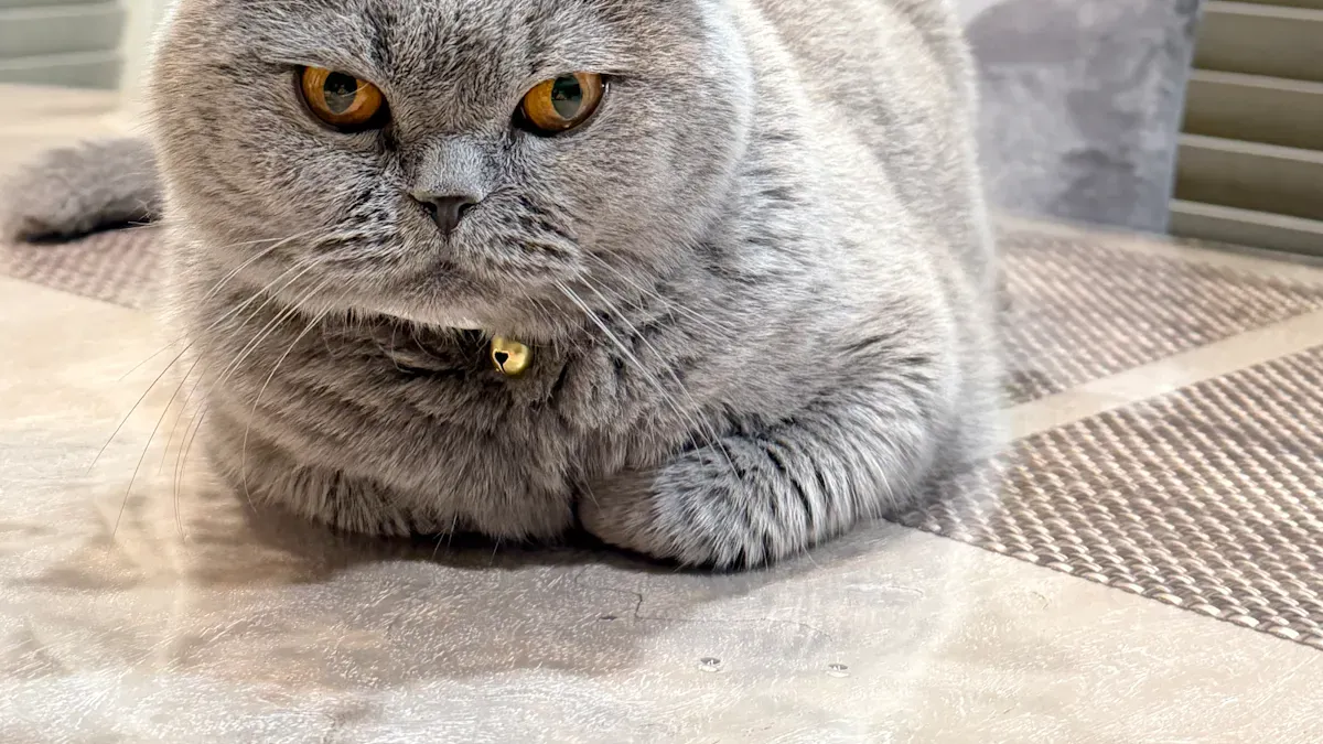 Cat Weight Management Trends