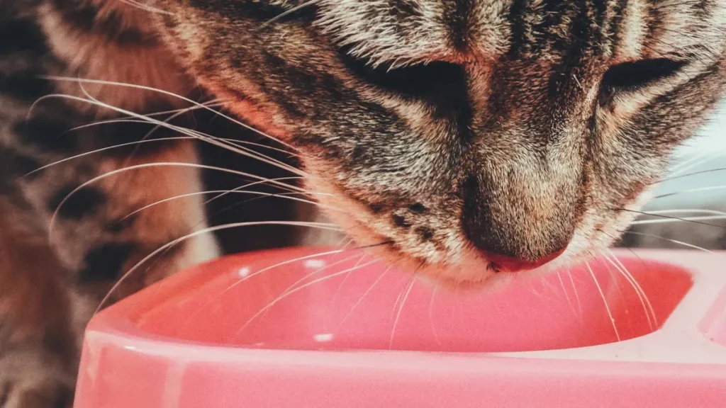 Exploring unique catfood formulations for niche markets