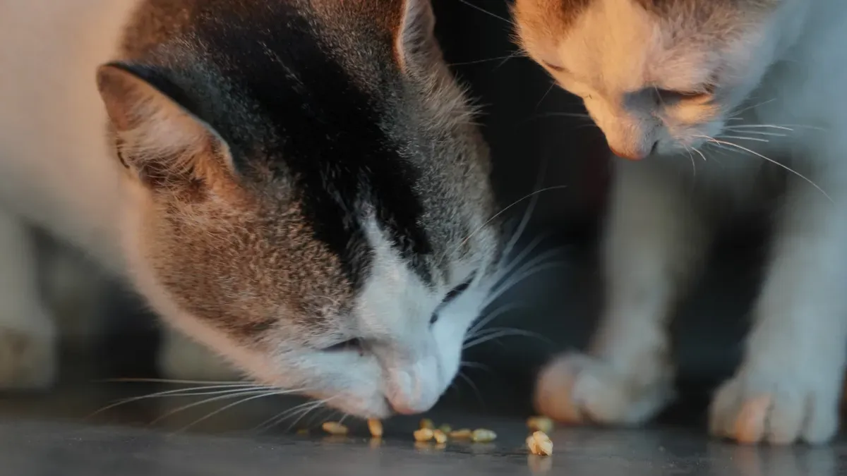 Cat Food Quality Factors