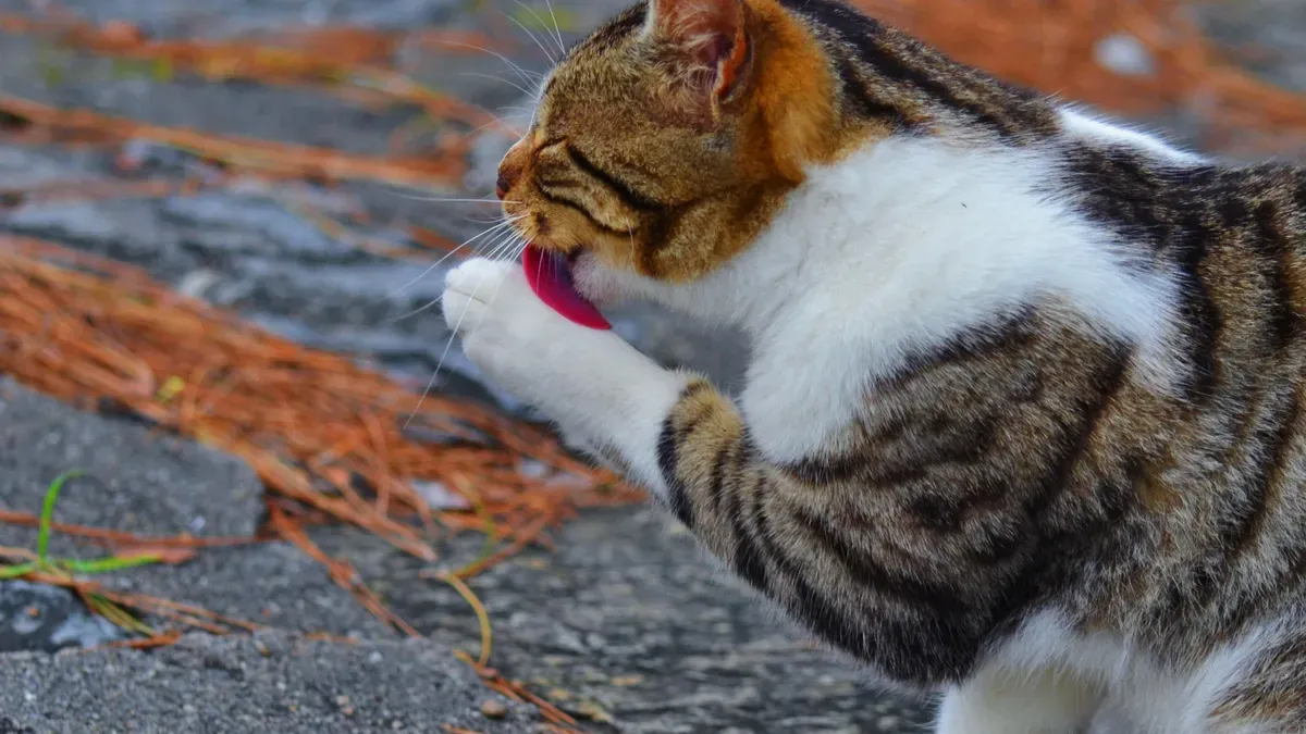 Additional Tips for Hairball Prevention