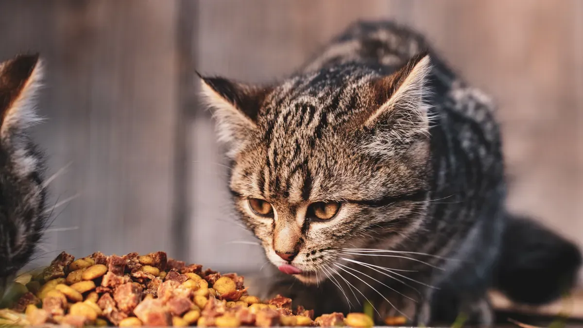 Catfood Trends Shaping the Pet Food Industry