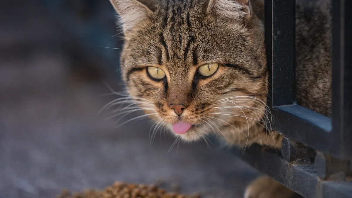 What Is Human-Grade Cat Food?