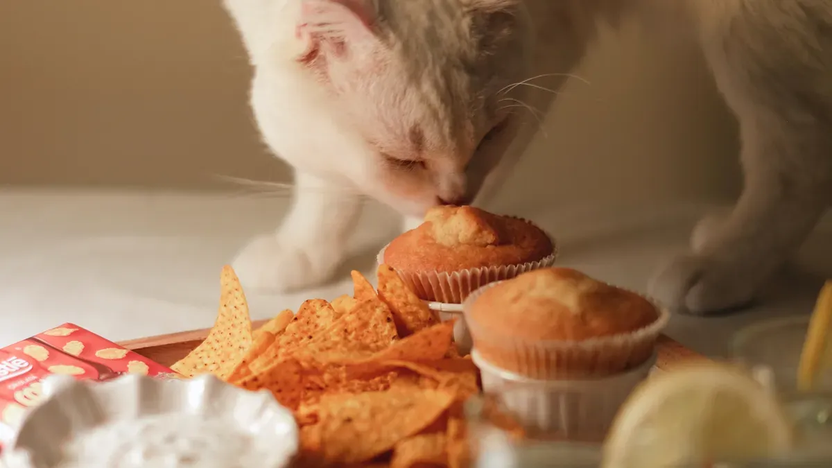 Human-Grade Cat Food vs. Regular Petfood