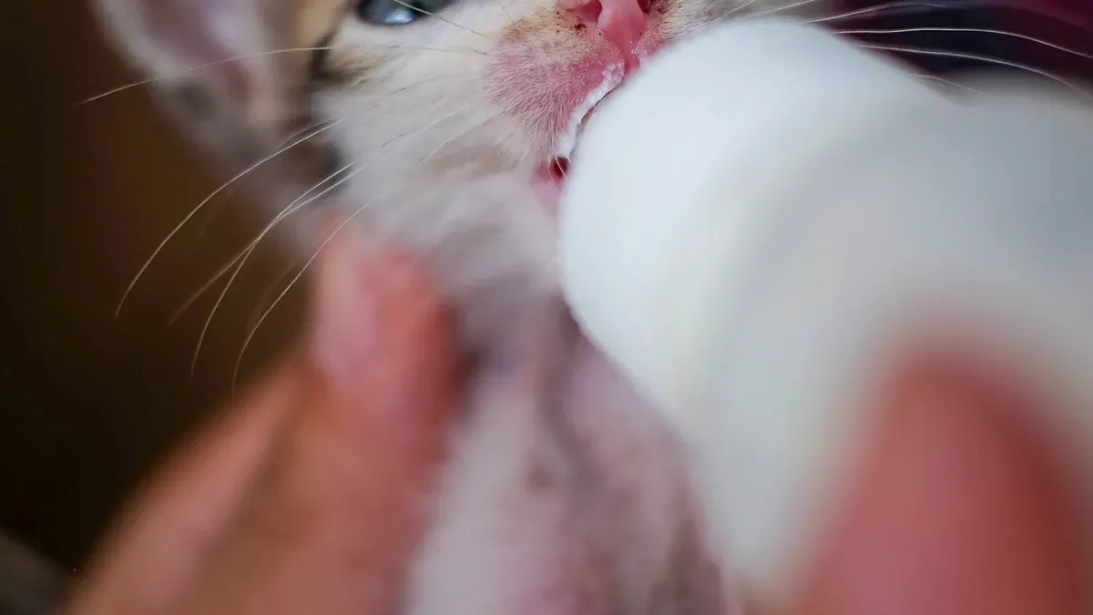 Kitten Petfood Nutrition