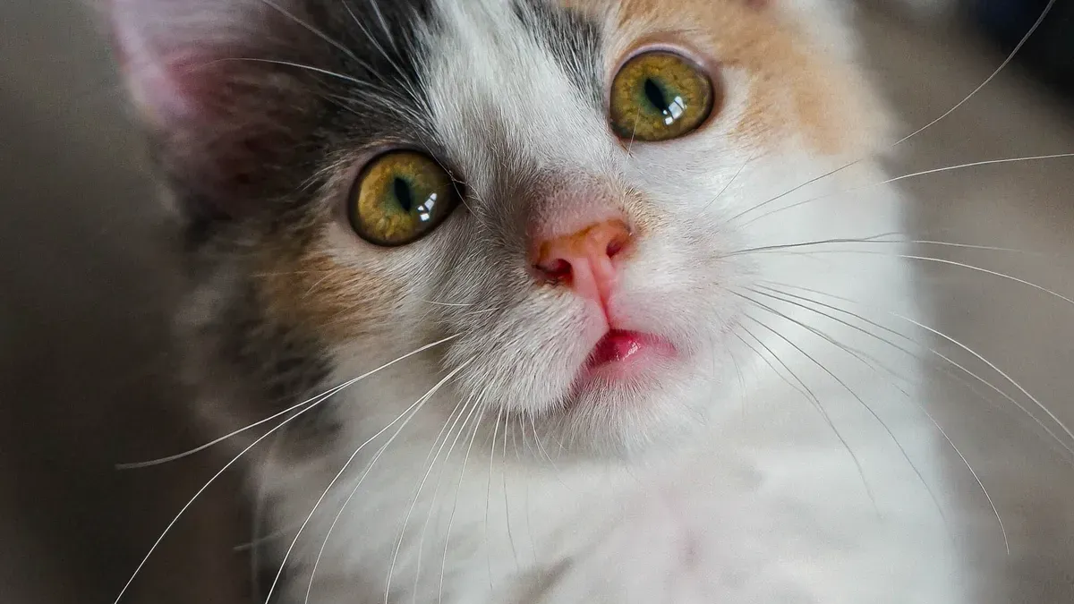 Sensitive Cats’ Needs