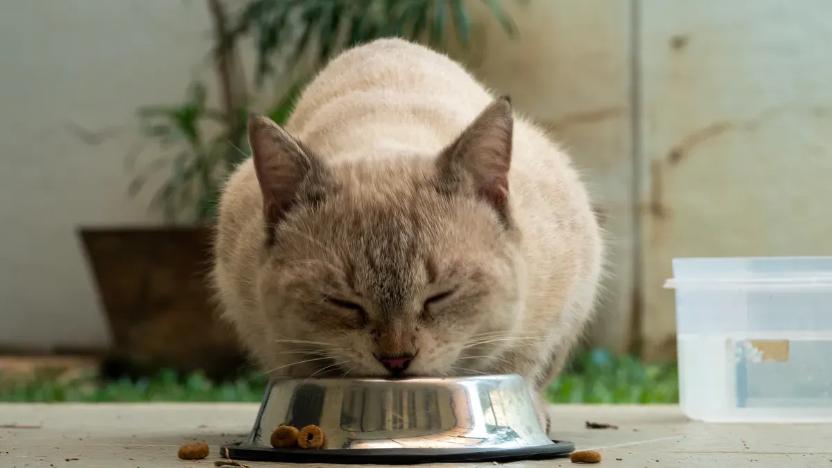 Senior Cat Food and Nutrition