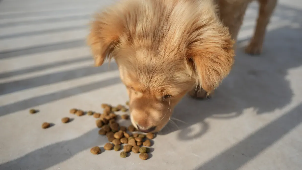 What Is Functional Dog Food vs. Traditional Pet Food?