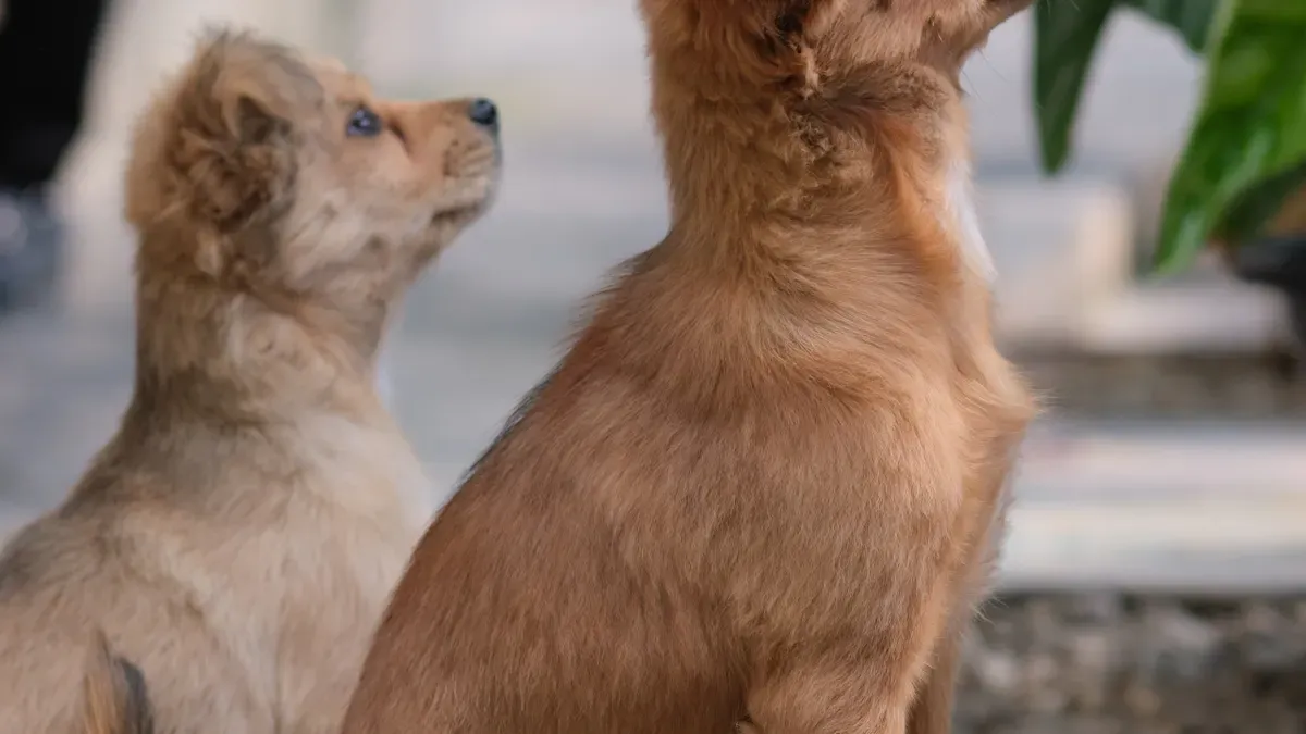 Nutritional Needs in Cat Food and Dog Food