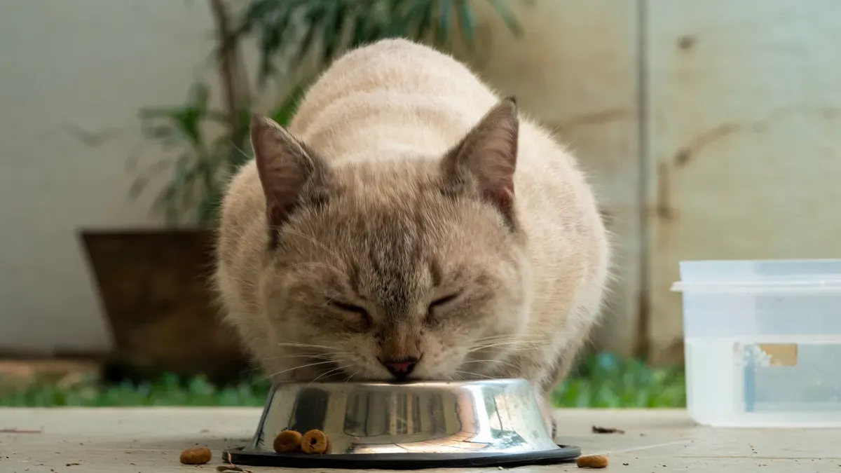 Nutritional Needs in Pet Food