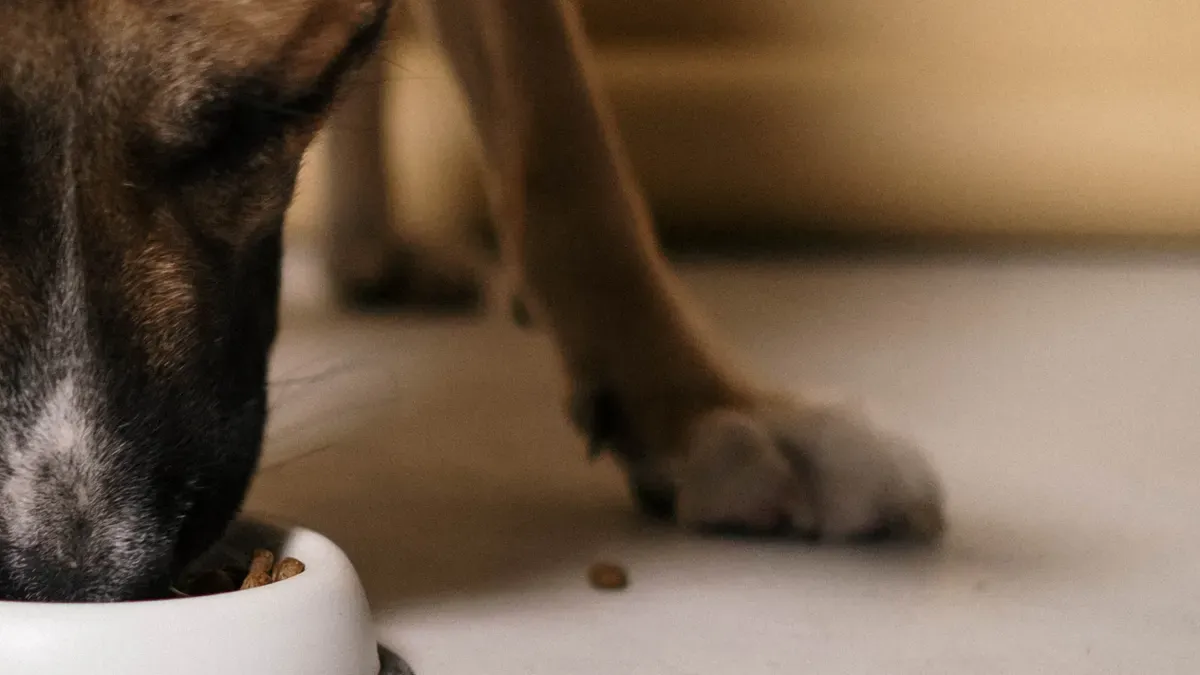 Action steps for DTC dog food success