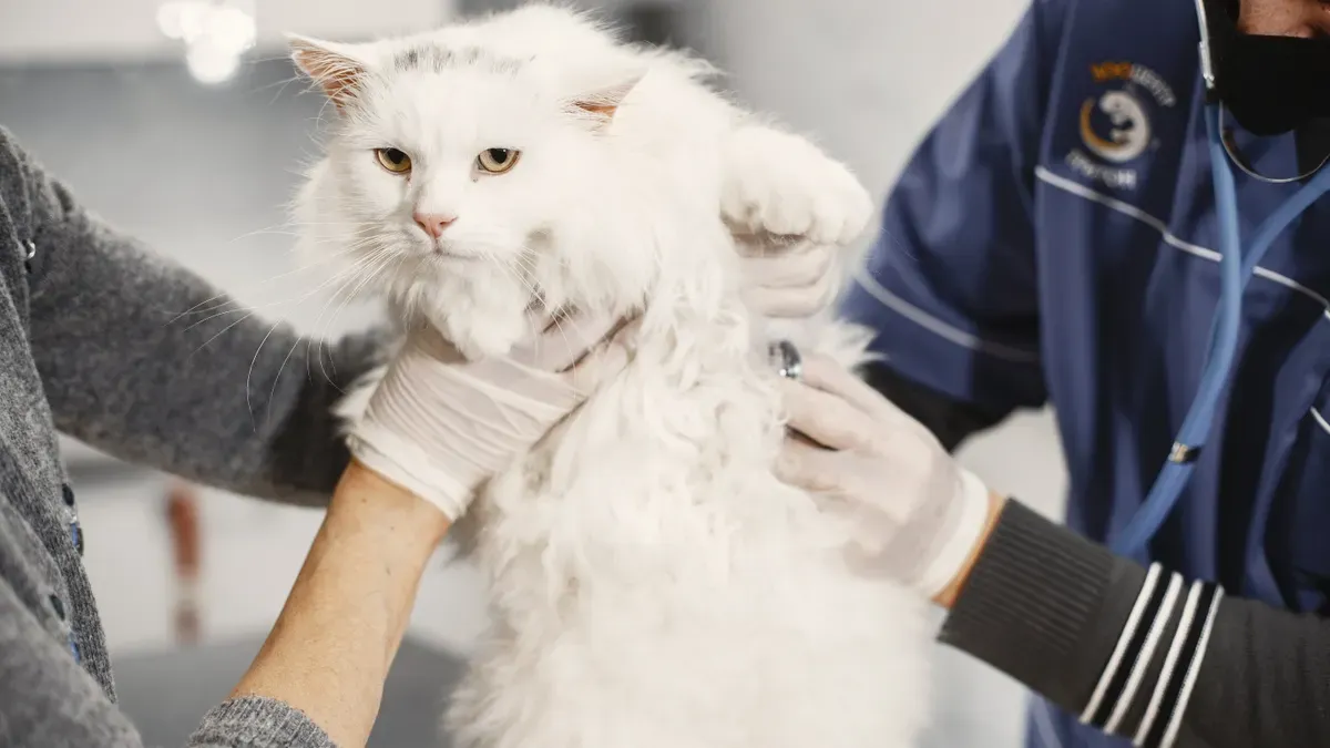 Scaling Catfood Brands with OEM