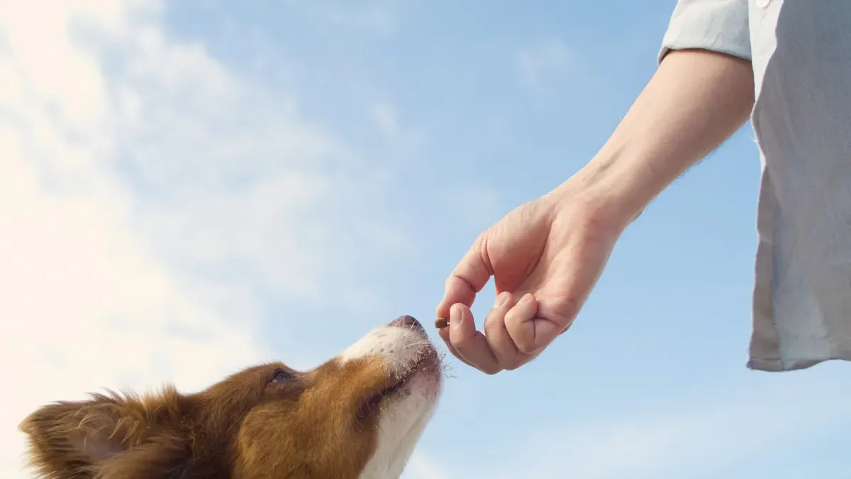 How to check pet food quality at home