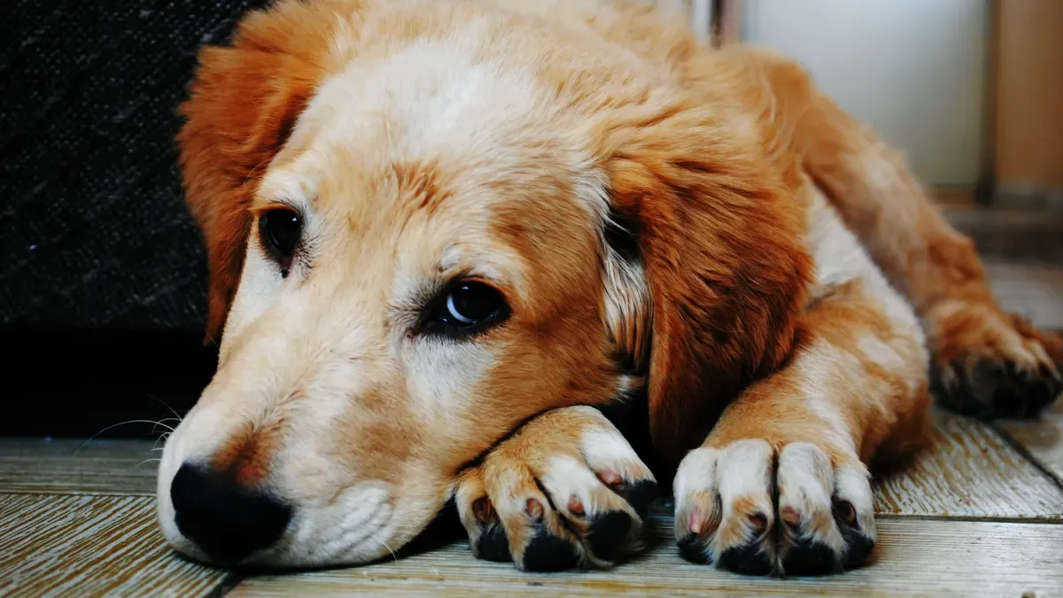 Understanding Sensitive Stomachs in Dogs