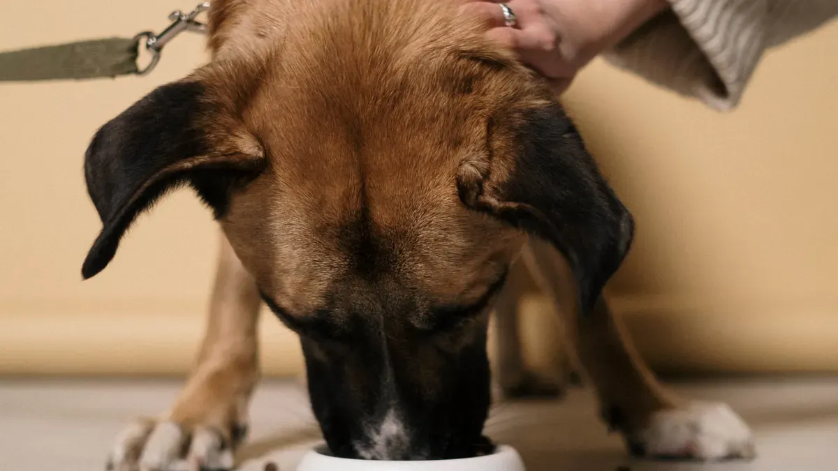 Nutritional Needs of Senior Dogs