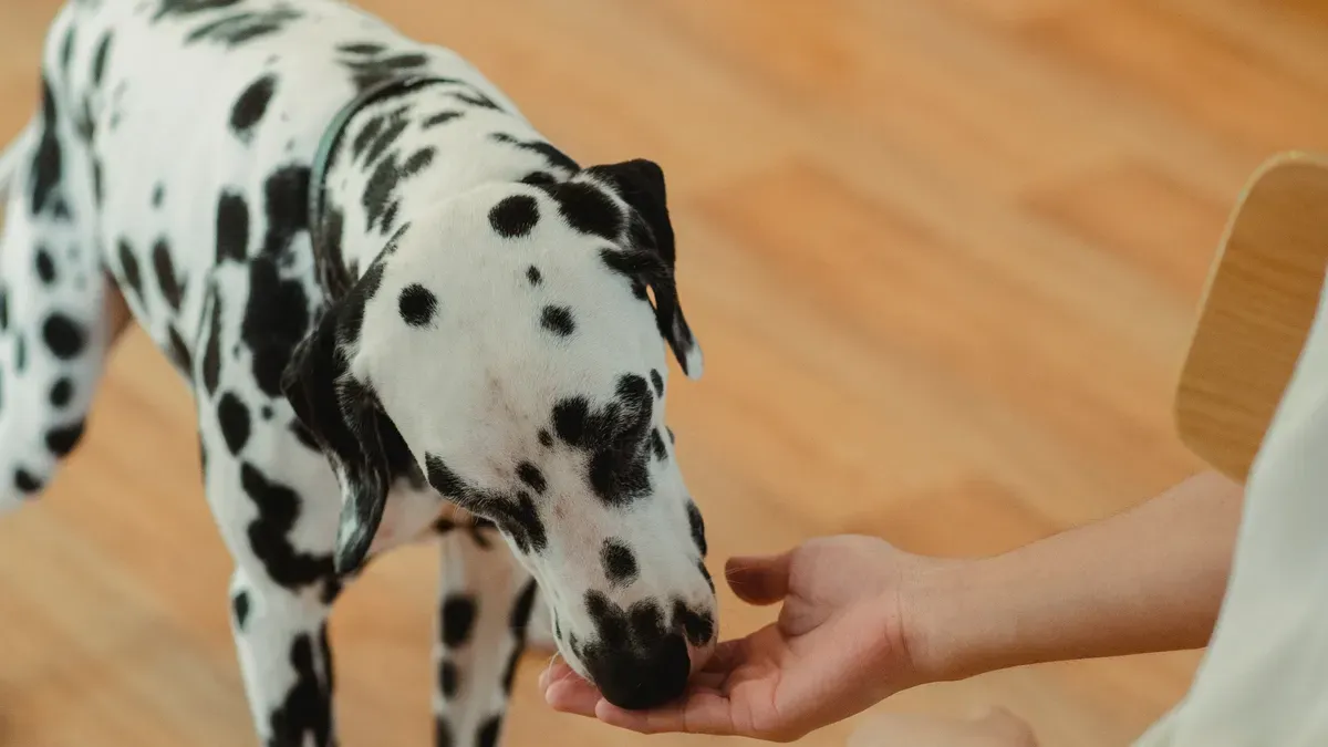 Benefits for Sensitive Dogs