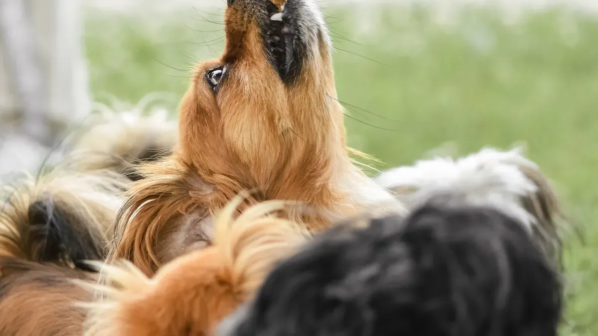 Nutritional Needs for Large and Small Breeds