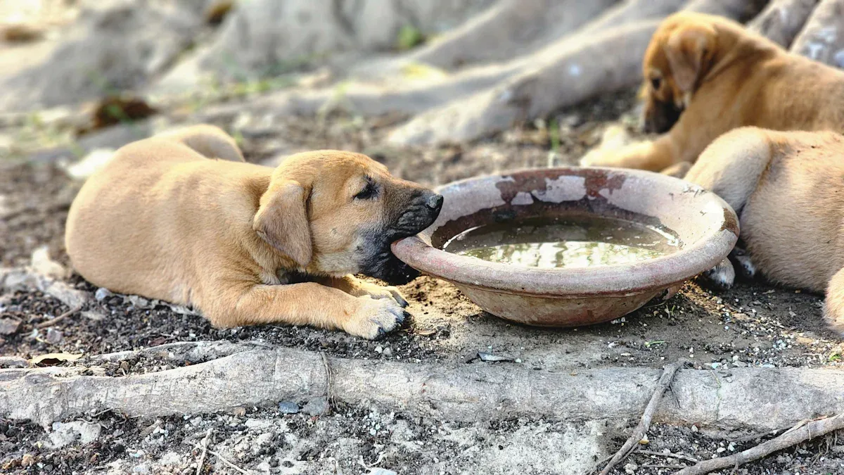 Testing Dog Food Palatability